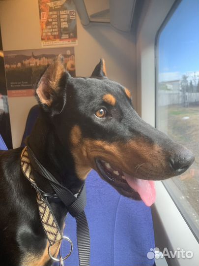 Собака доберман вязка