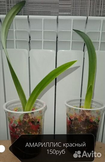 Цветы Рипсалис Монстера