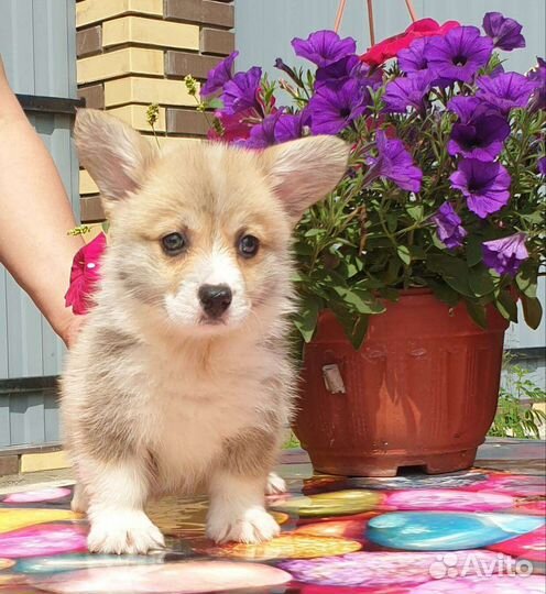 Щенки вельш-корги пемброк