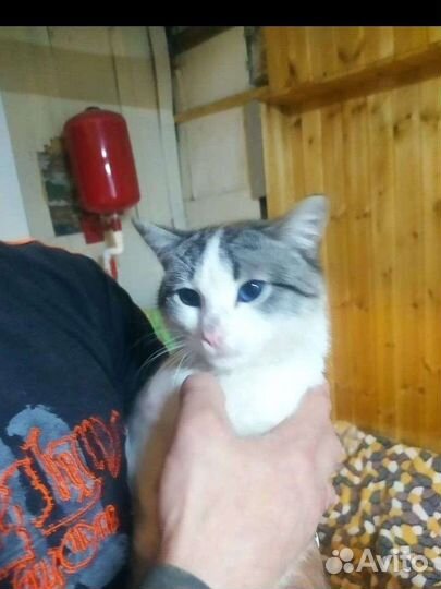 Голубоглазый красавец ждёт семью