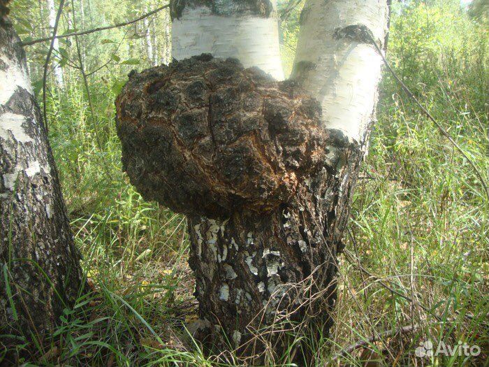 Кап березовый