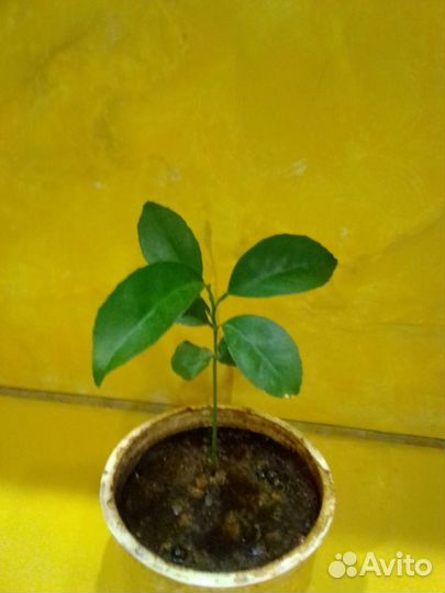 Очень вкусный и красивый Лимон