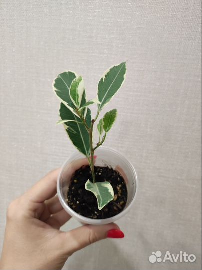 Фикус ретуза гавайская