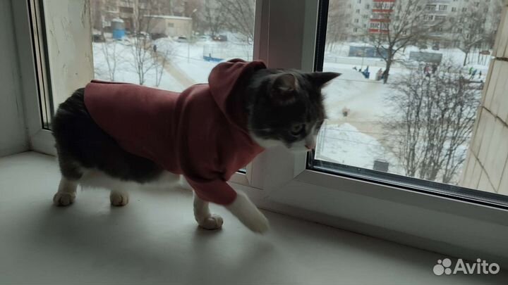 Толстовка для кошек