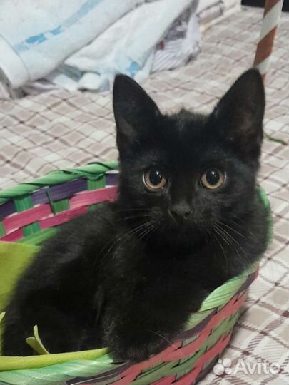 Черный котенок девочка 2 с половиной месяца