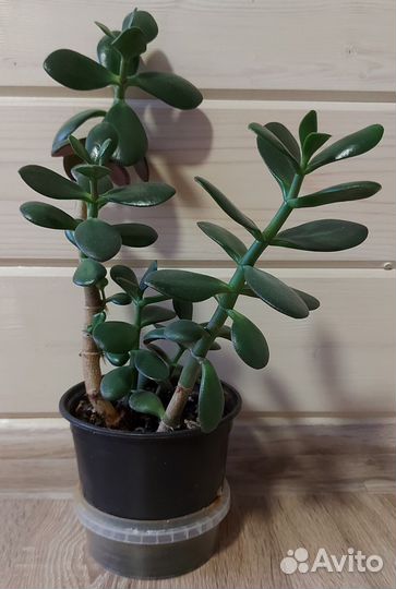 Денежное дерево толстянка крассула