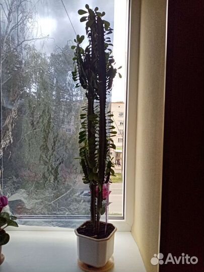 Молочай трехгранный