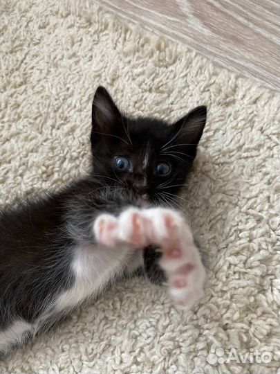 Черный котенок бесплатно