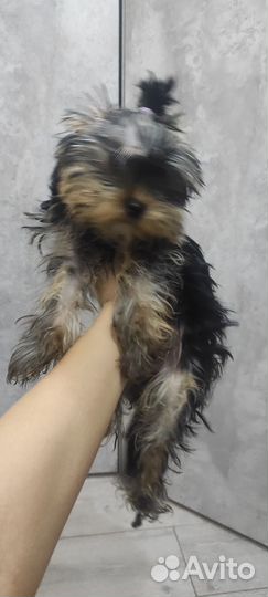 Йоркширский терьер щенки девочки