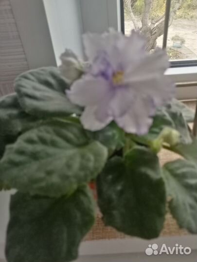 Фиалка в горшках