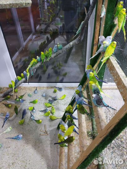 Волнистый попугай