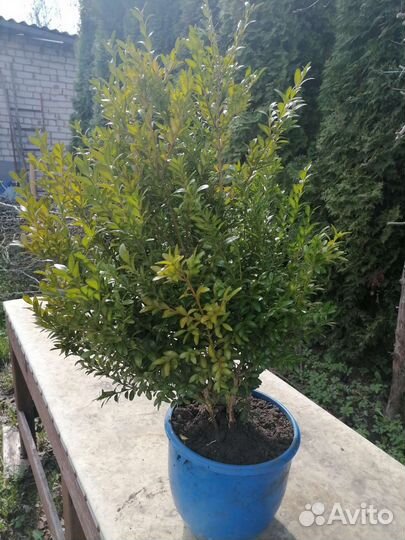 Саженцы самшита