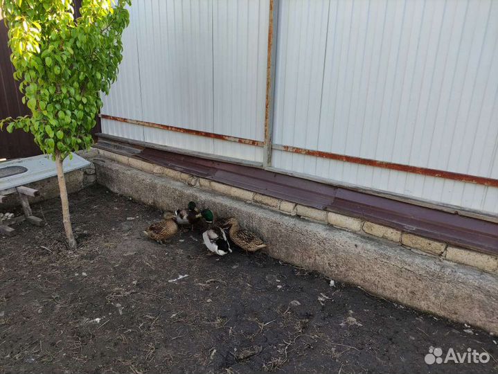 Утки кряквы полудикие подсадные для охоты