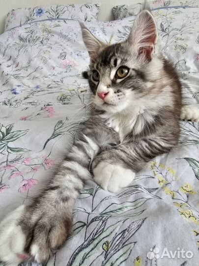 Мейкун котенок мальчик - полидакт