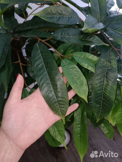 Манго искусственное дерево