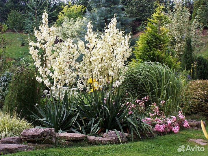 Юкка нитчатая уличная