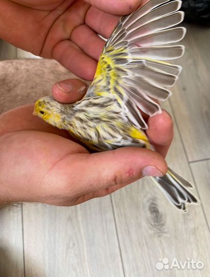 Кенара и канарейки