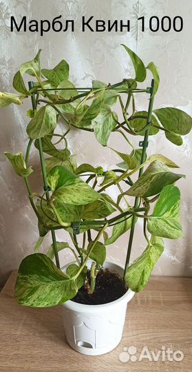 Марбл Квин,Марбл Эппл, сингониум Аарон Браун