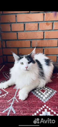 Мейн-кун котята
