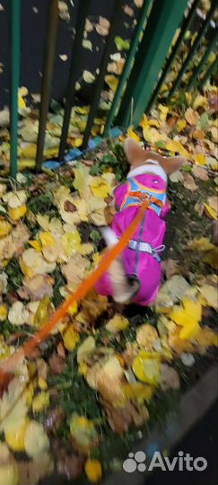 Комбинезон мембранный для собаки (вельш-корги, д)