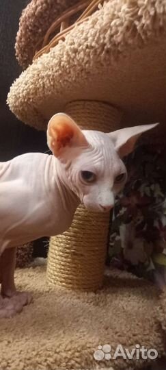 Вязка кот сфинкс