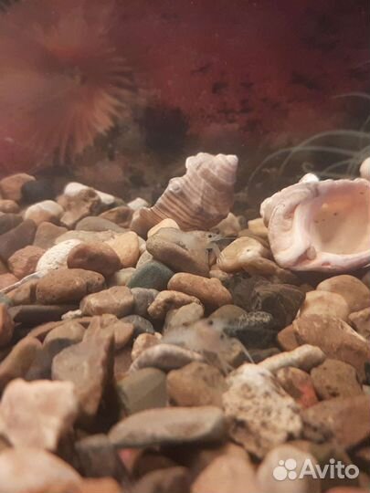 Мраморный рак