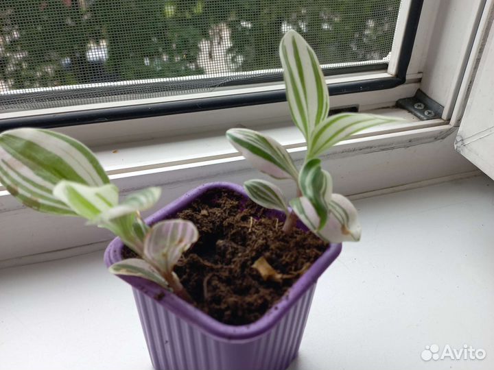 Комнатные растения