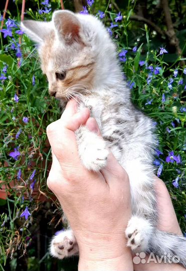 Котёнок девочка в добрые руки