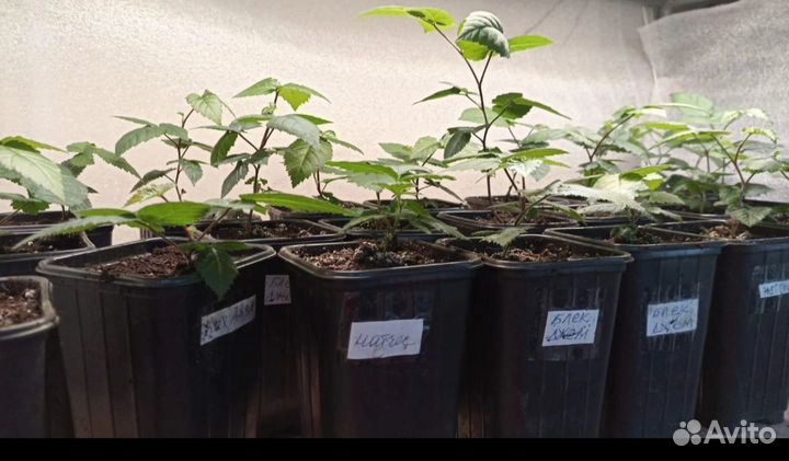 Саженцы ежевика, ежемалина