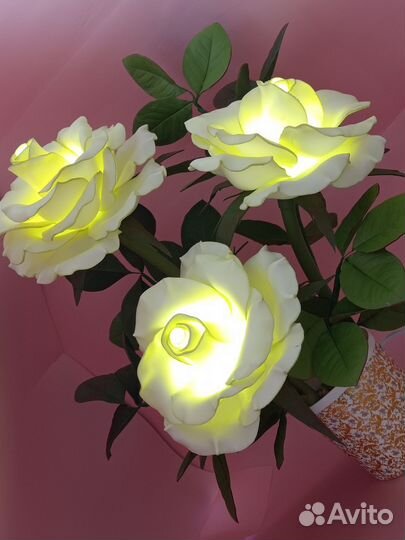Ночник куст роз
