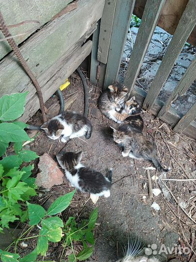 Котята в добрые руки