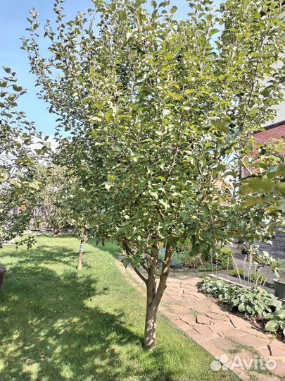 Саженцы яблони