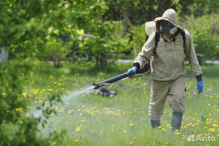 Уничтожение клопов тараканов грызунов блох клещей