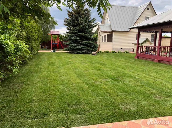 Рулонный газон мятлик