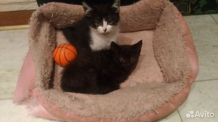 Котенок с очень печальной мордочкой