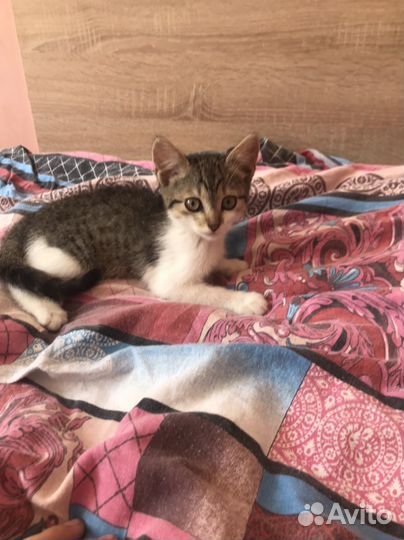 Кошка в дар бесплатно