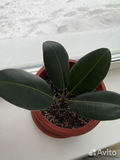 Фикус каучуконосный