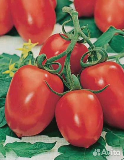 Томат Челнок 0,1 гр цв.п