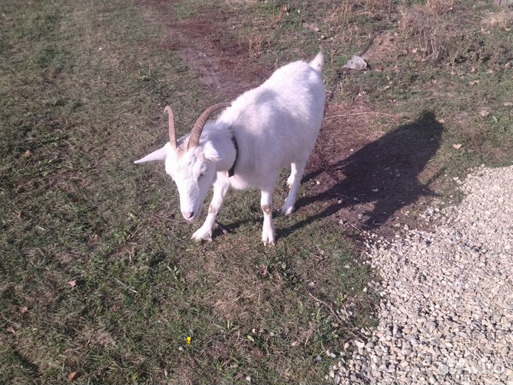 Козел ламанча, коза дойная