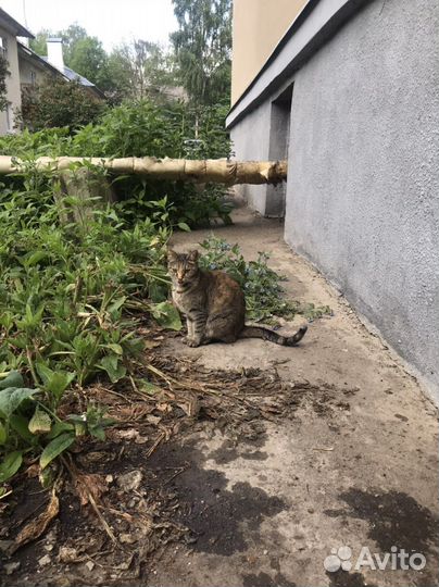 Кошечка ищет дом