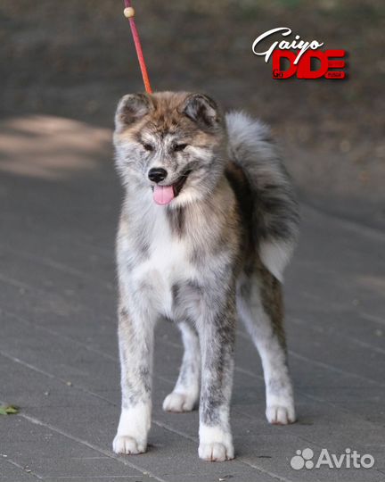 Тигровые Акита