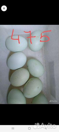 Инкубаторы несушка,золушка