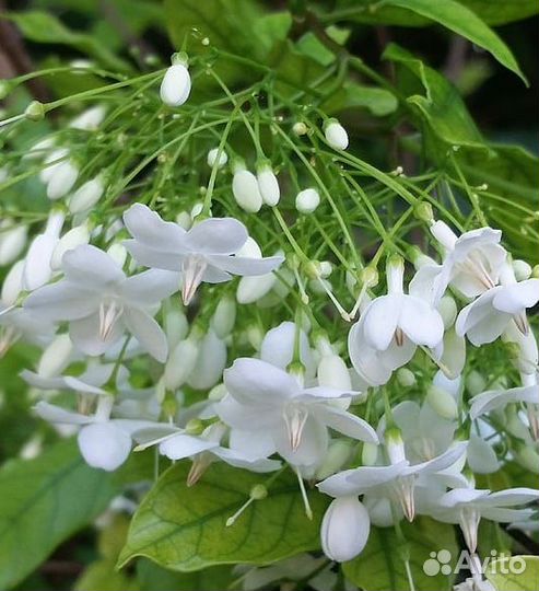 Растения редкие взрослые и отростки