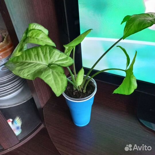 Сингониум Батерфляй Вайт