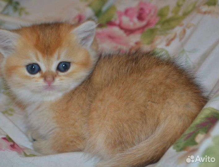 Золотая шиншилла