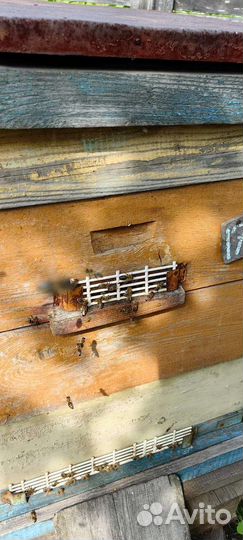 Пчёлы, пчелосемьи