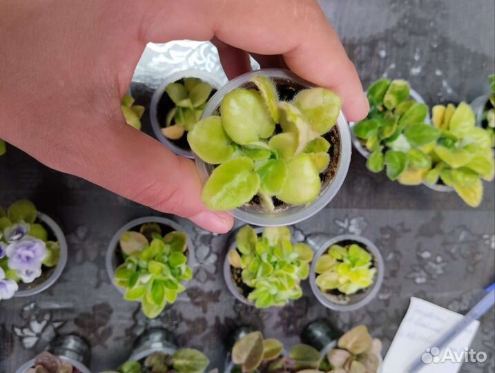 Сортовые мини фиалки