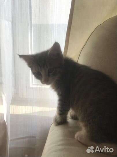 Котята бесплатно