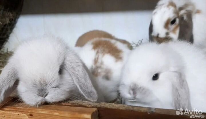 Вислоухие крольчата Минилопы