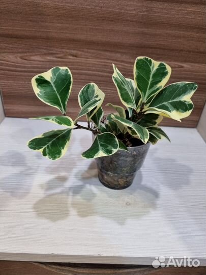 Триангулярис вайт марджин, твилайт, альбомаргината